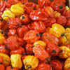  Hot peppers