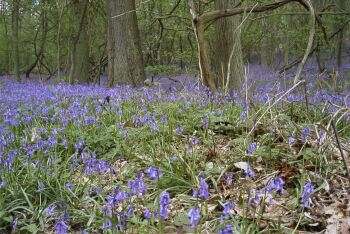 Bluebells, Hurst Wood, Mereworth, Kent