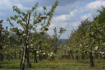 orchard, Mereworth, Kent