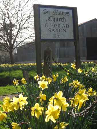 Daffodils by Saxon church, West Sussex, UK