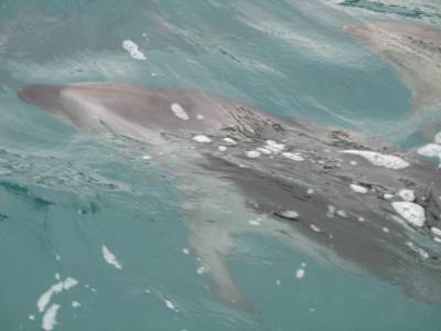 Dusky Dolphins underwater. Kaikoura, New Zealand