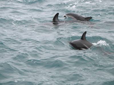 Dusky Dolphins swimming. Kaikoura, New Zealand