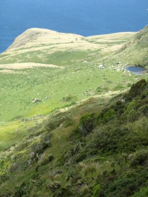 On the track to Lover's Leap, Otago Peninsular, New Zealand