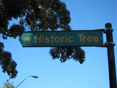 Historic Tree sign