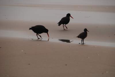 Oyster Catchers with Chick