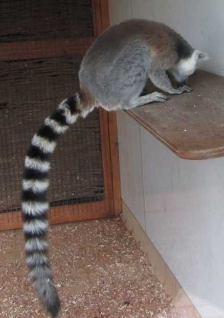 Lemur, Africa Alive, Kessingland, Suffolk