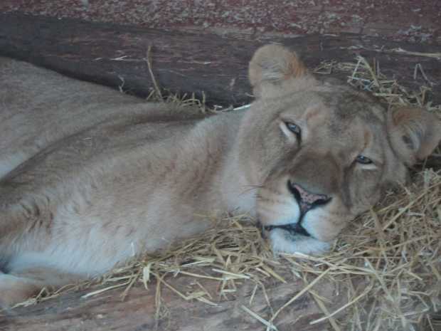 Dozing lion, Africa Alive, Kessingland, Suffolk