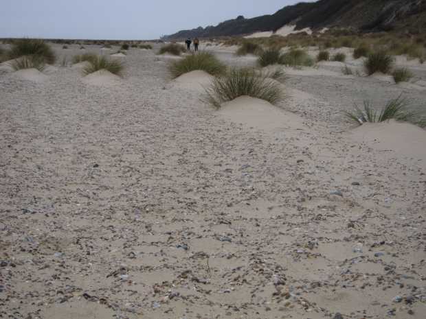 Sand dunes, Kessingland beach, Suffolk