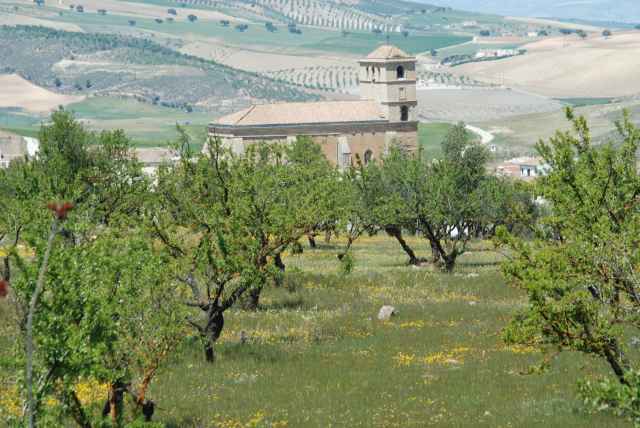 Olive groves and church