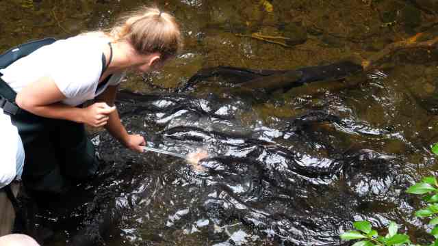 Feeding the eels