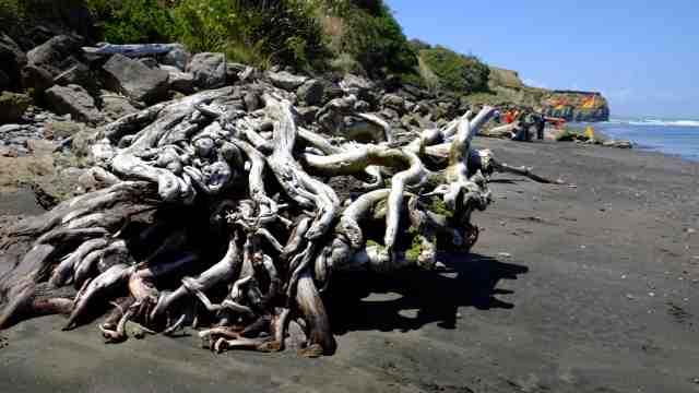 Driftwood pile on beach