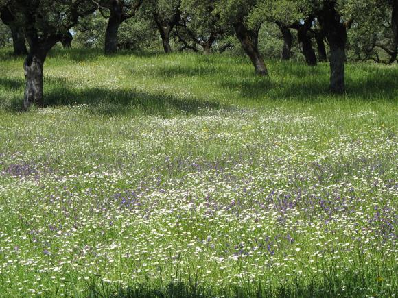 Spring flowers, La Sierra de Aracena, Spain