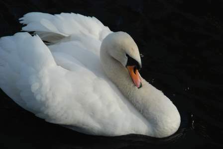 Swan on pond