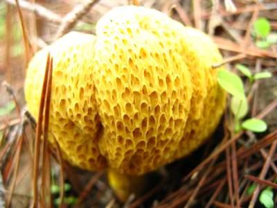 mushroom07