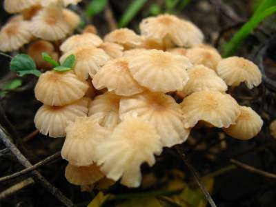 mushrooms09
