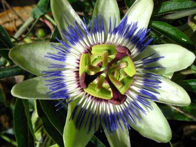 normal_passion_flower01
