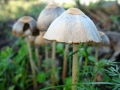 mushrooms16