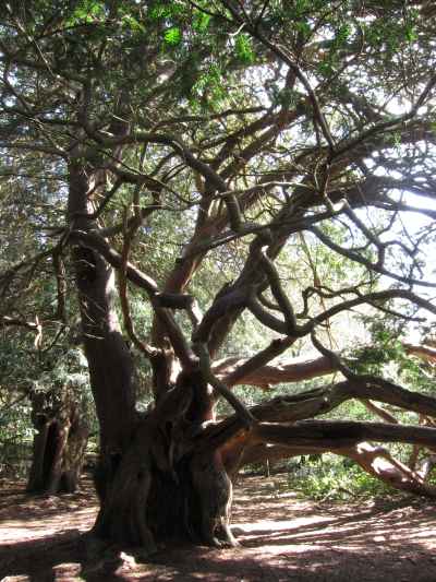 Ancient Yew